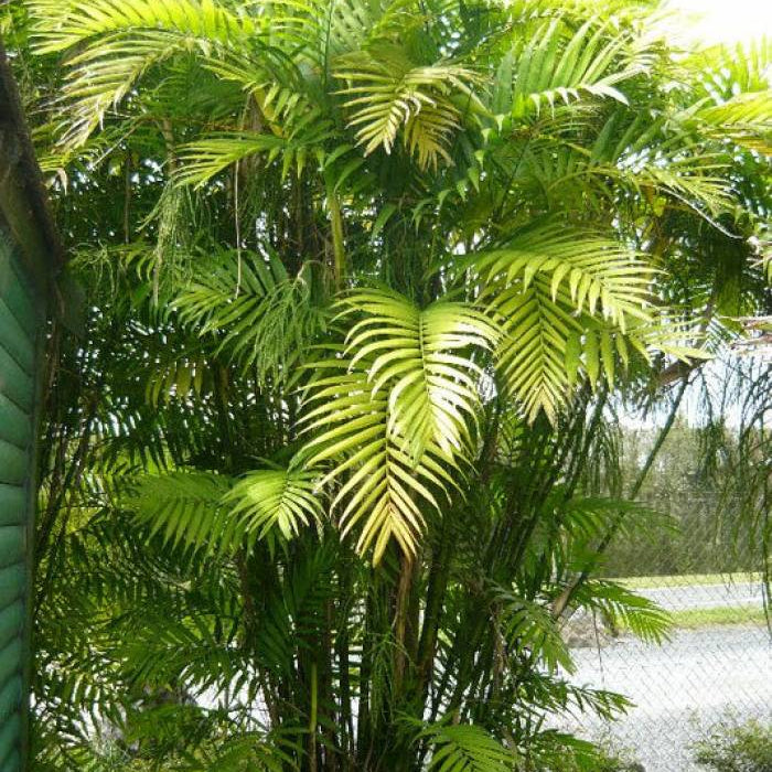 Costa Rica Bamboo Palm (Chamaedorea costaricana)