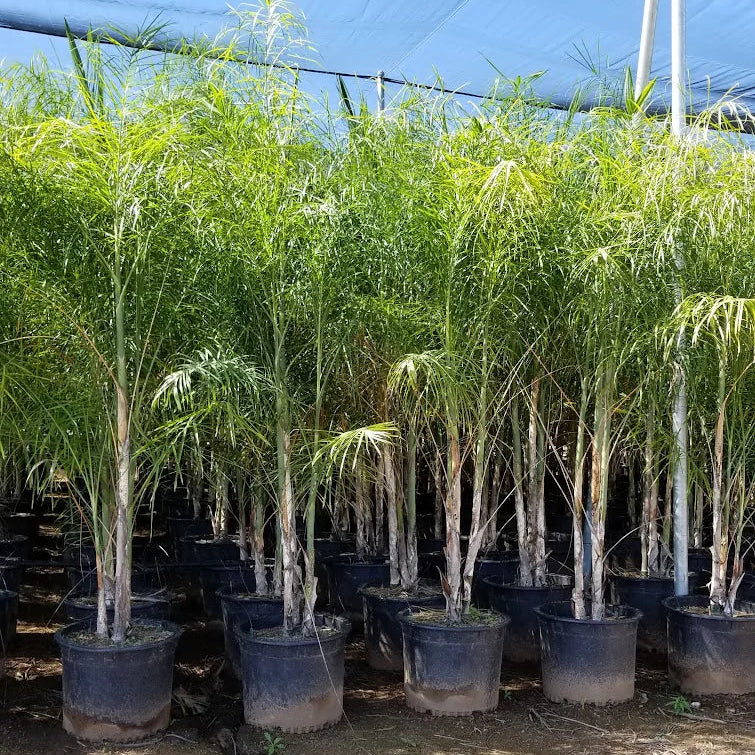 Baby Queen Palm (Chamaedorea plumosa)