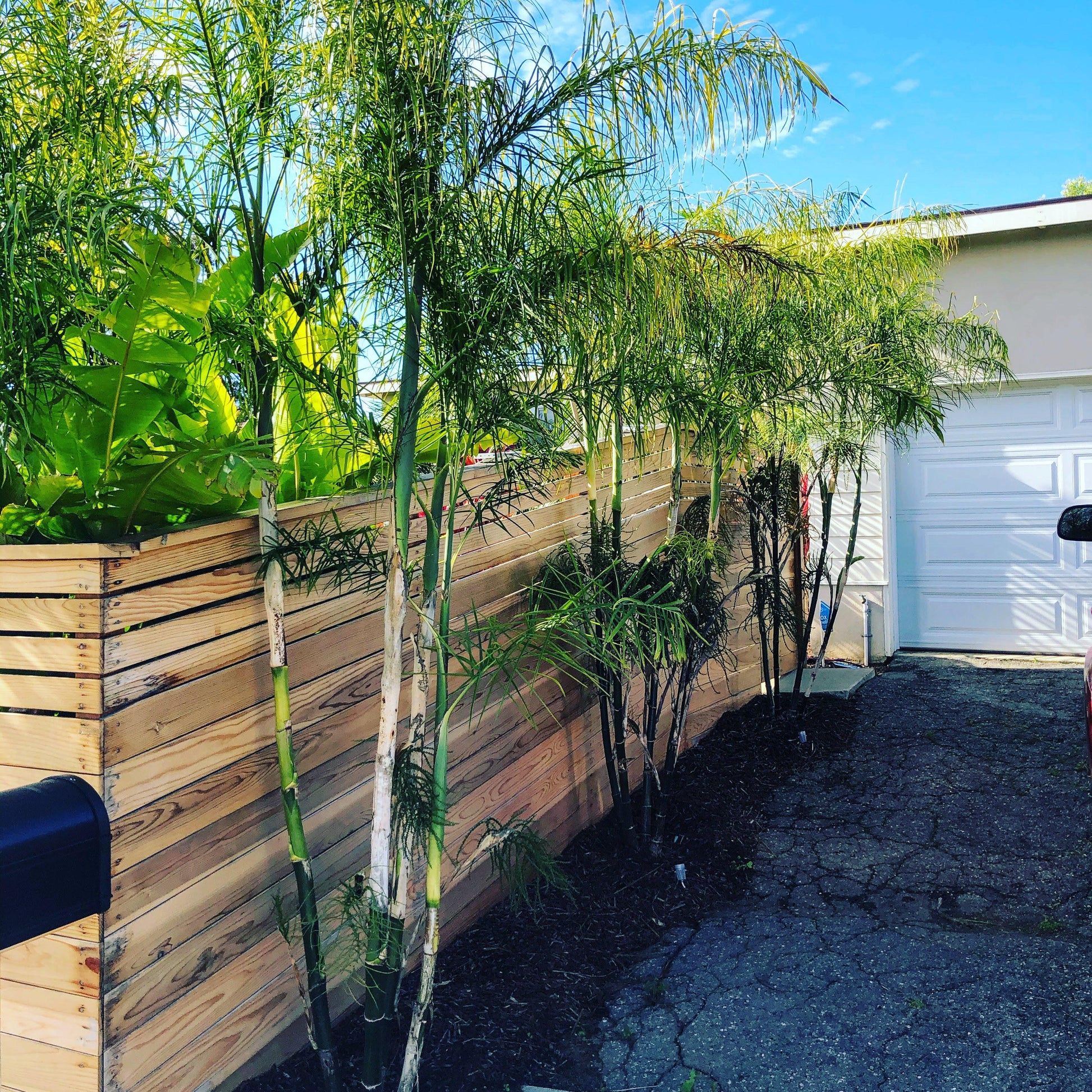 Baby Queen Palm (Chamaedorea plumosa)