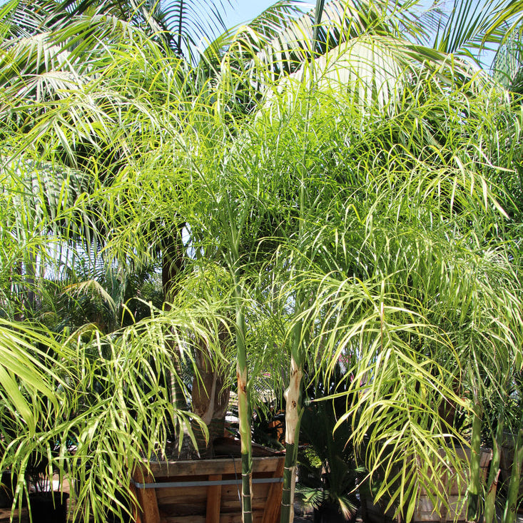Baby Queen Palm (Chamaedorea plumosa)