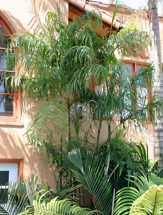 Baby Queen Palm (Chamaedorea plumosa)