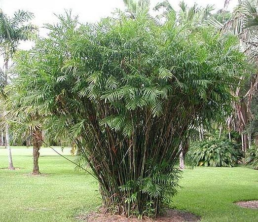 Chamaedorea seifrizii