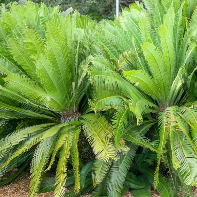 Dioon edule Chestnut Dioon 2x Samen