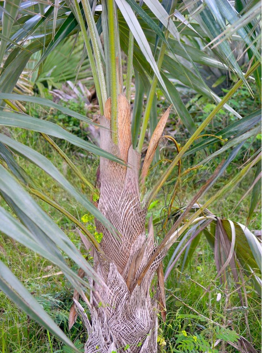  Coccothrinax macroglossa ‘Azul’