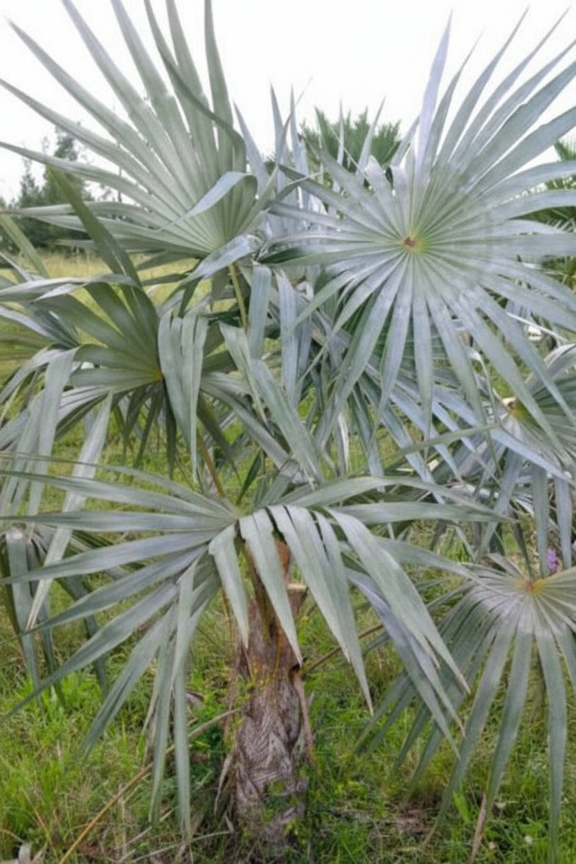  Coccothrinax macroglossa ‘Azul’