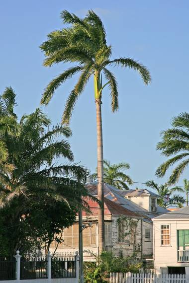 Dunlap’s Royal Palm (Roystonea dunlapiana)