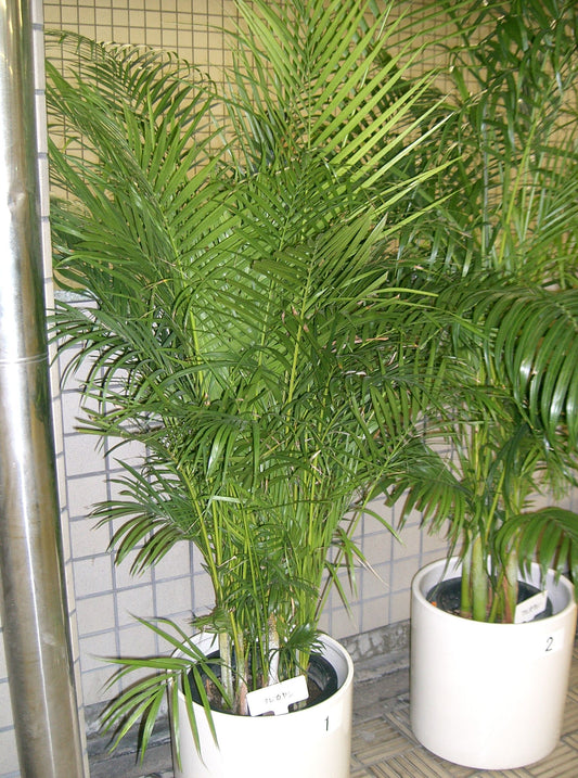 Dypsis lutescens – Golden Cane Palm Seeds