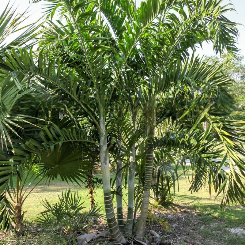 Dypsis lanceolata