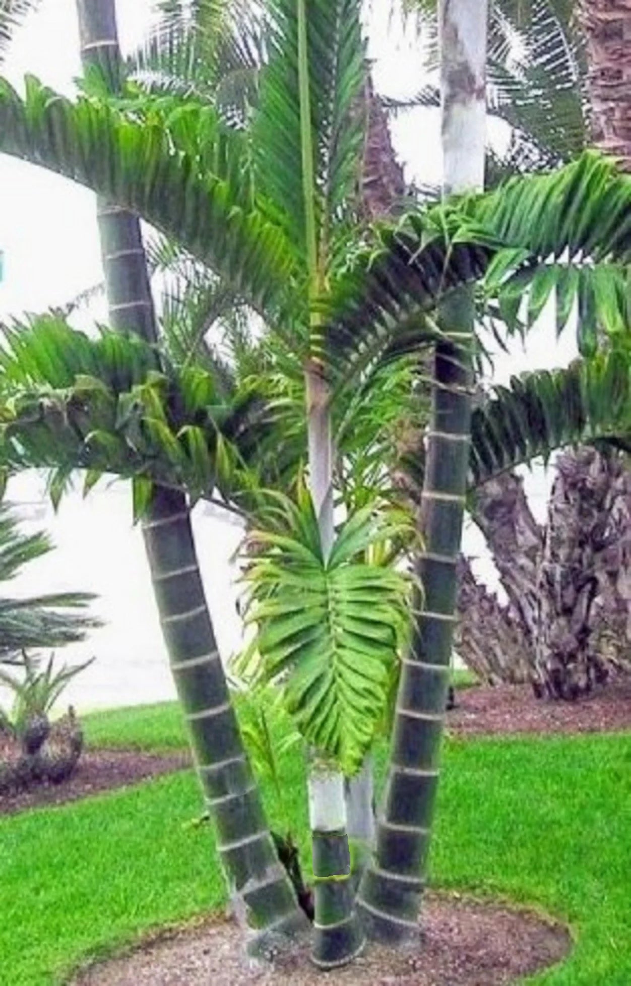 Dypsis lanceolata