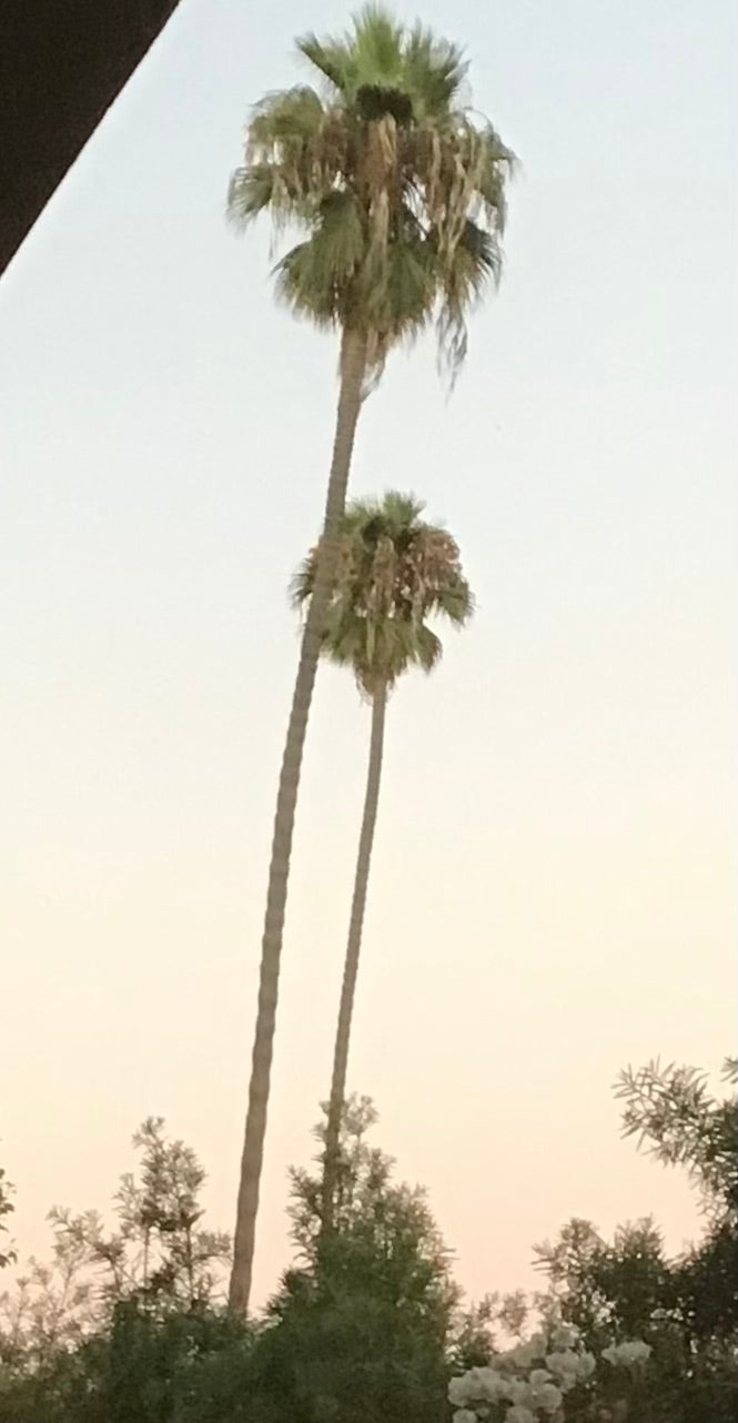 Washingtonia robusta leaves and trunk detail