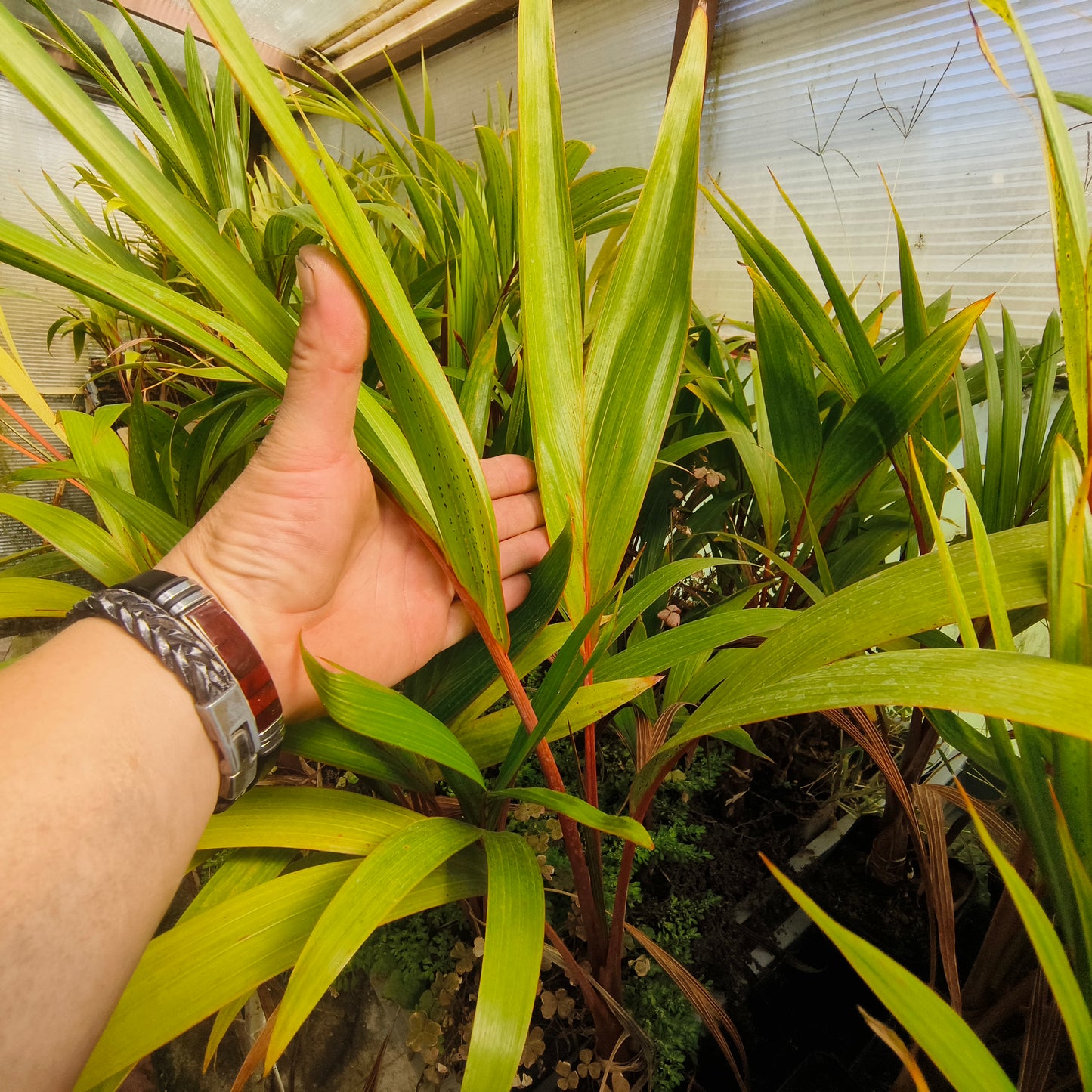 Hyophorbe lagenicaulis - Bottle Palm