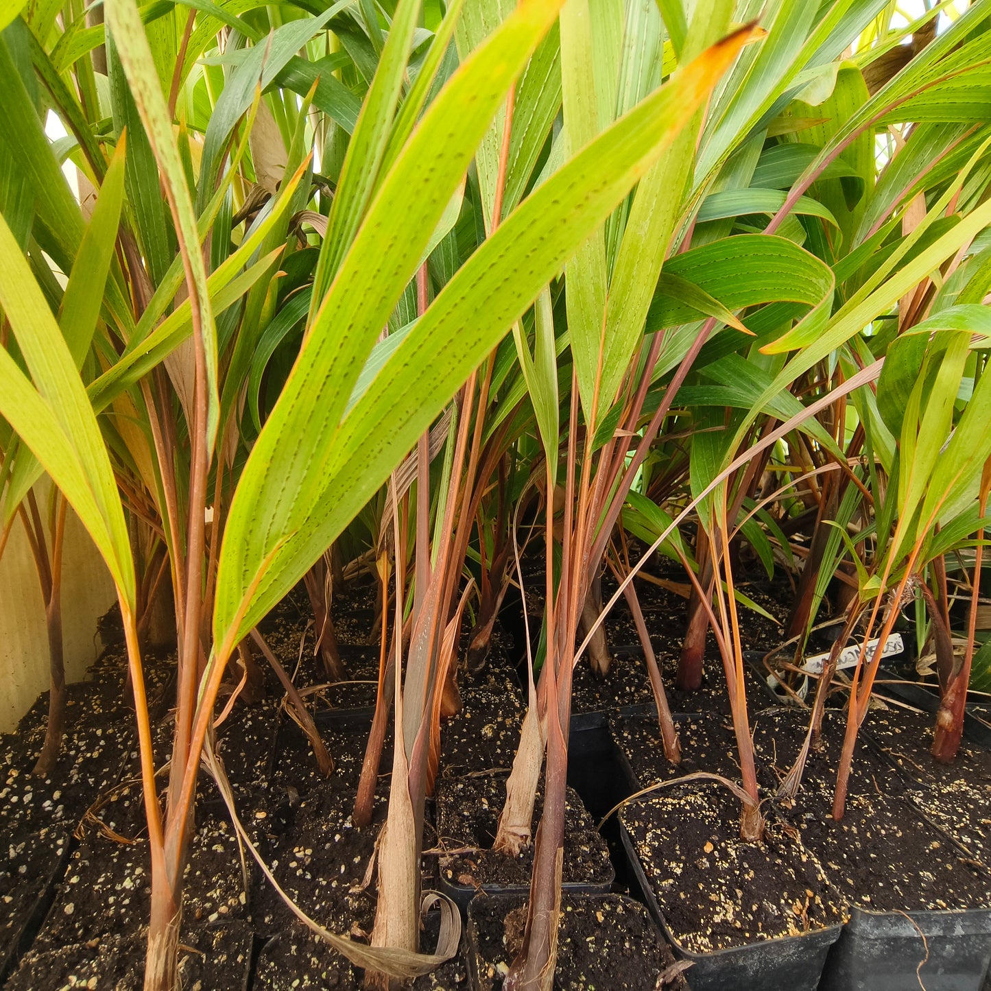 Hyophorbe lagenicaulis - Bottle Palm