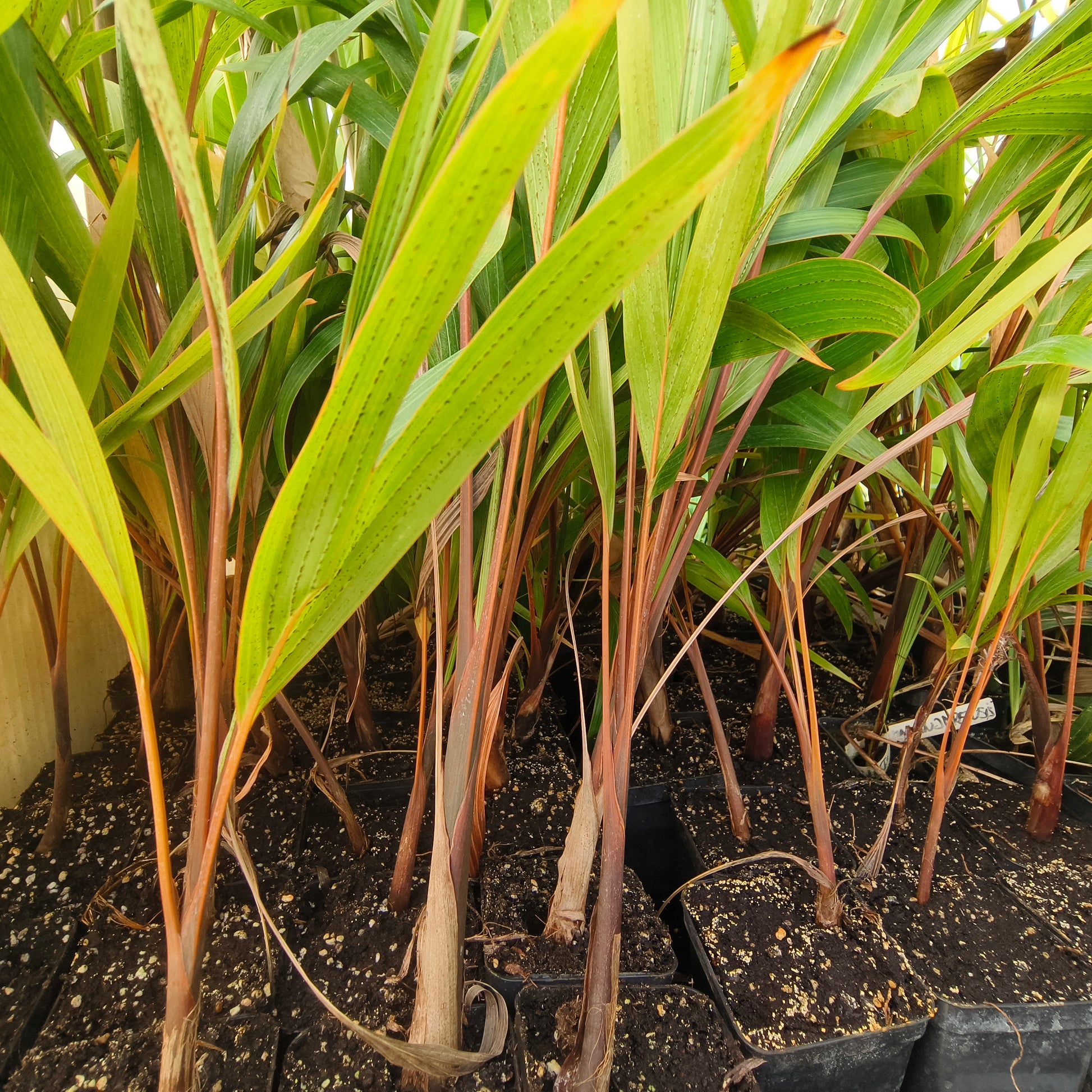 Hyophorbe lagenicaulis - Bottle Palm