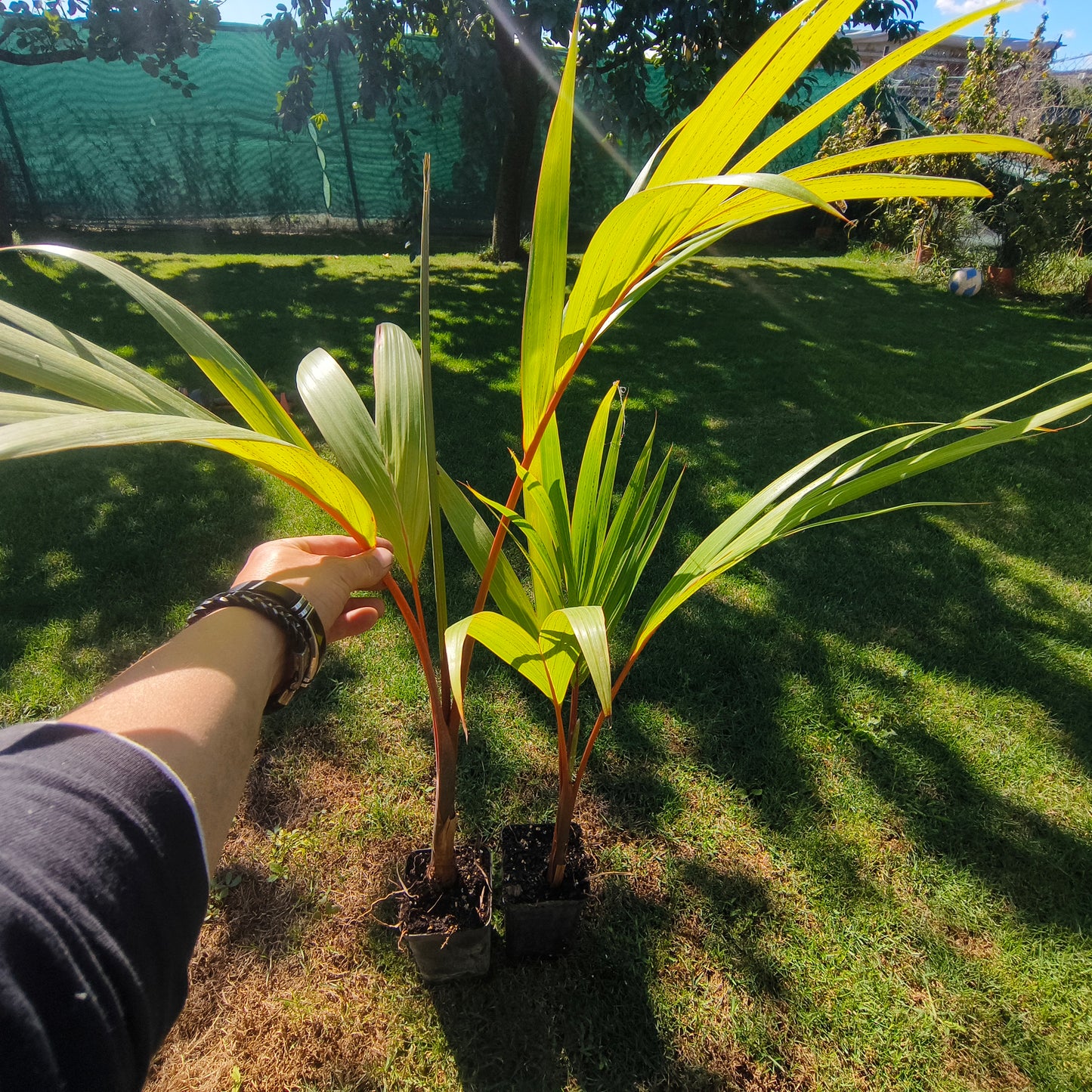 Hyophorbe lagenicaulis - Bottle Palm