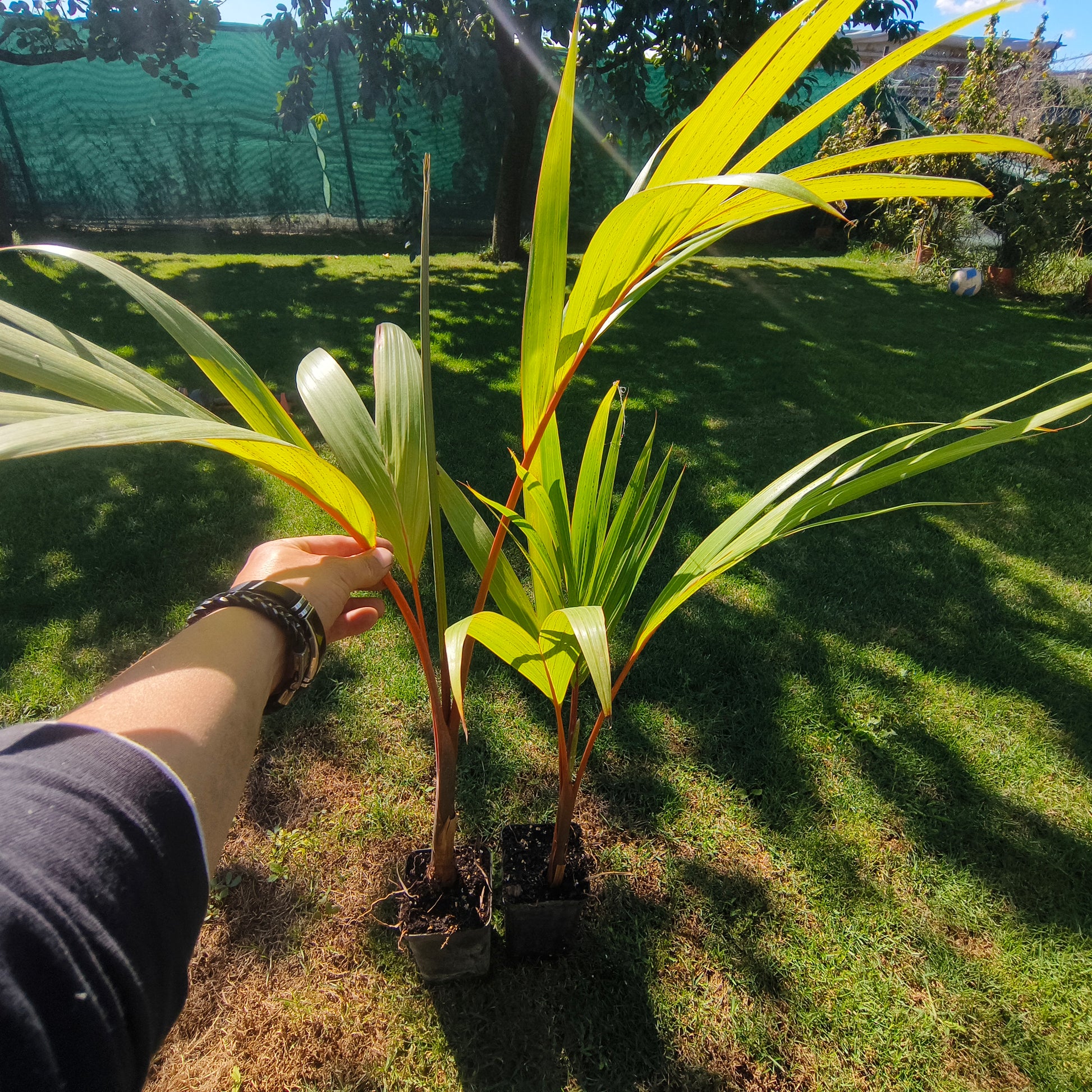 Hyophorbe lagenicaulis - Bottle Palm