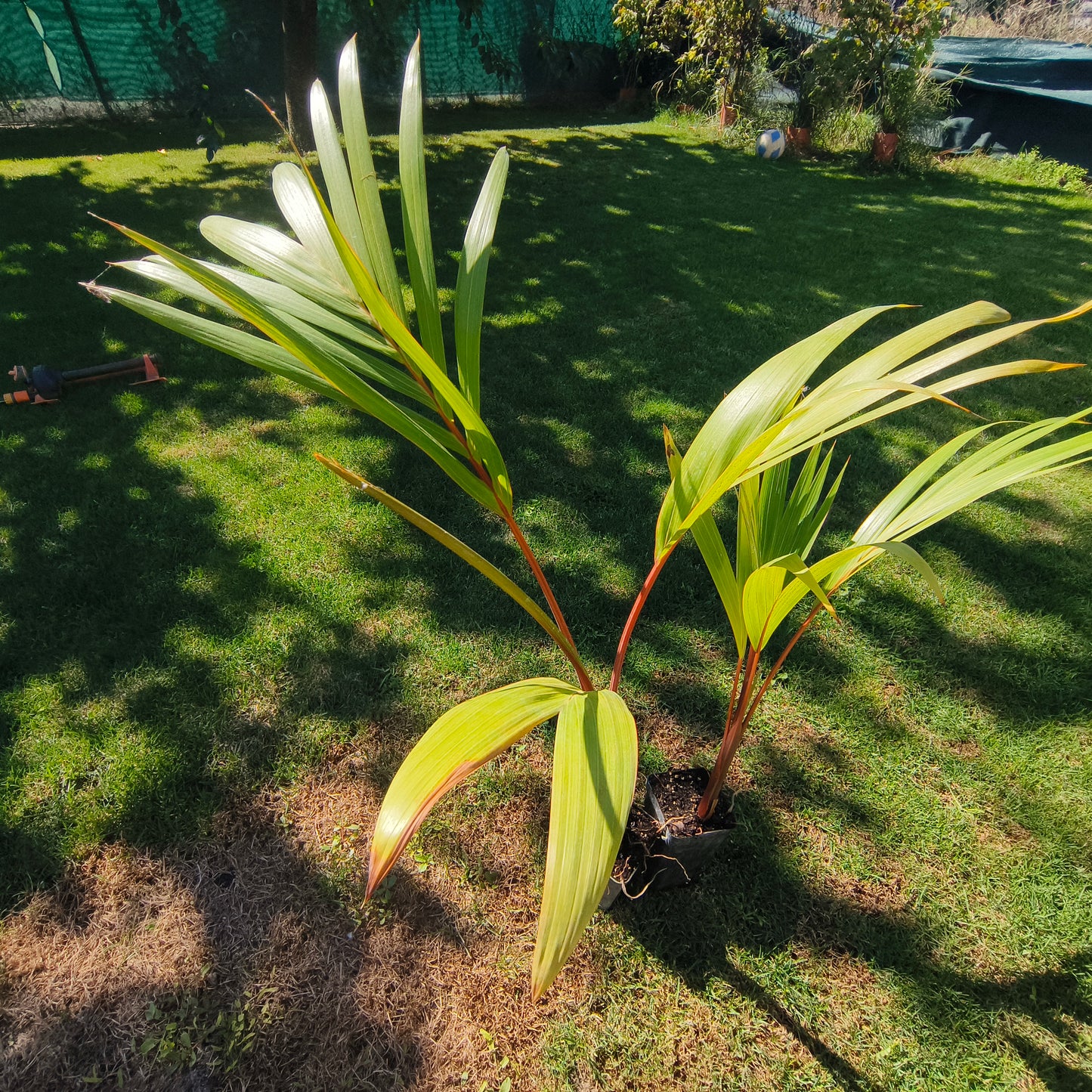 Hyophorbe lagenicaulis - Bottle Palm