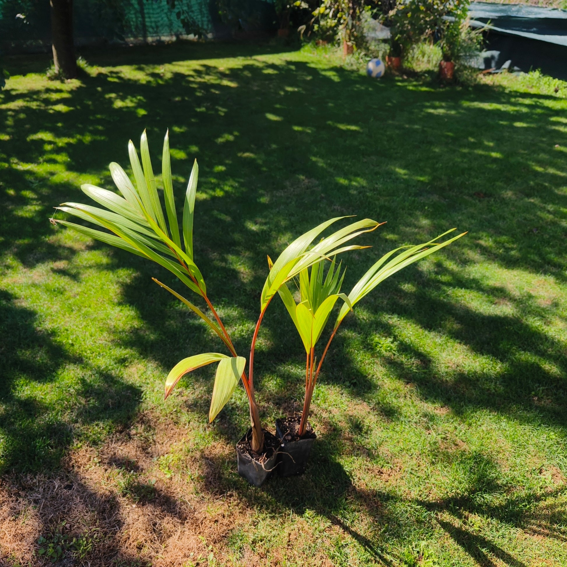 Hyophorbe lagenicaulis - Bottle Palm