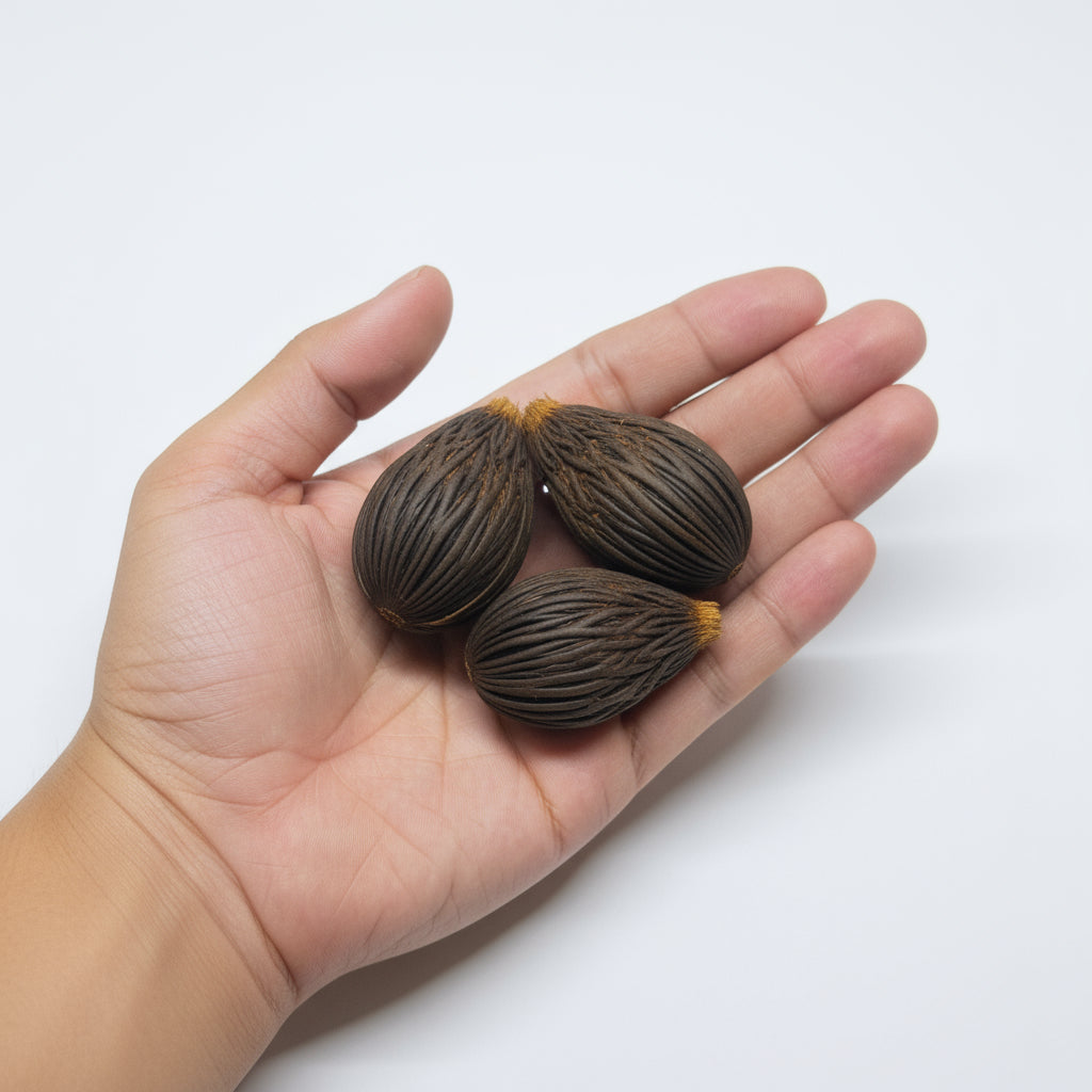 Wodyetia bifurcata seeds