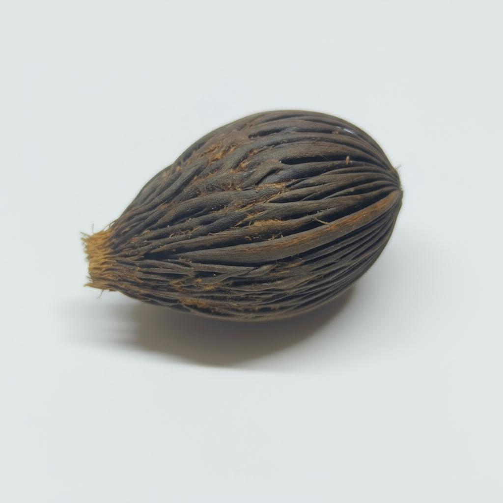 Wodyetia bifurcata seeds