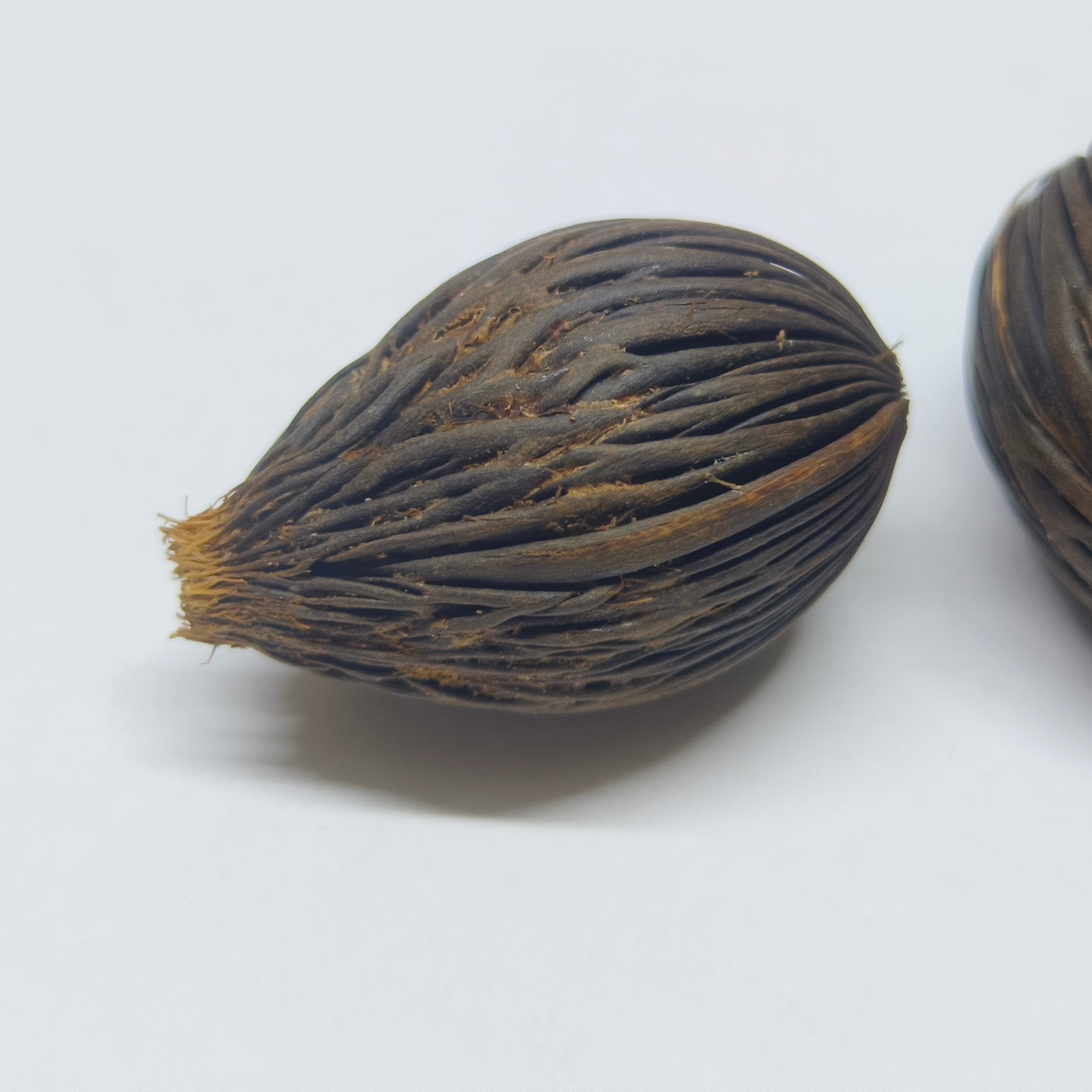 Wodyetia bifurcata seeds