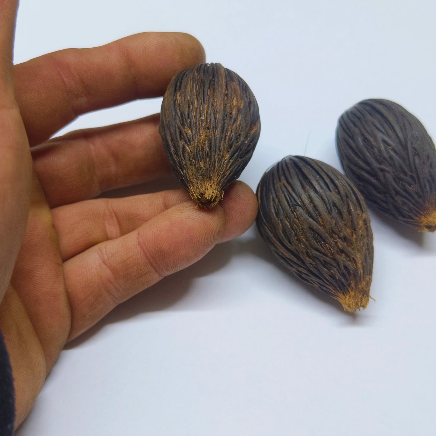 Wodyetia bifurcata seeds