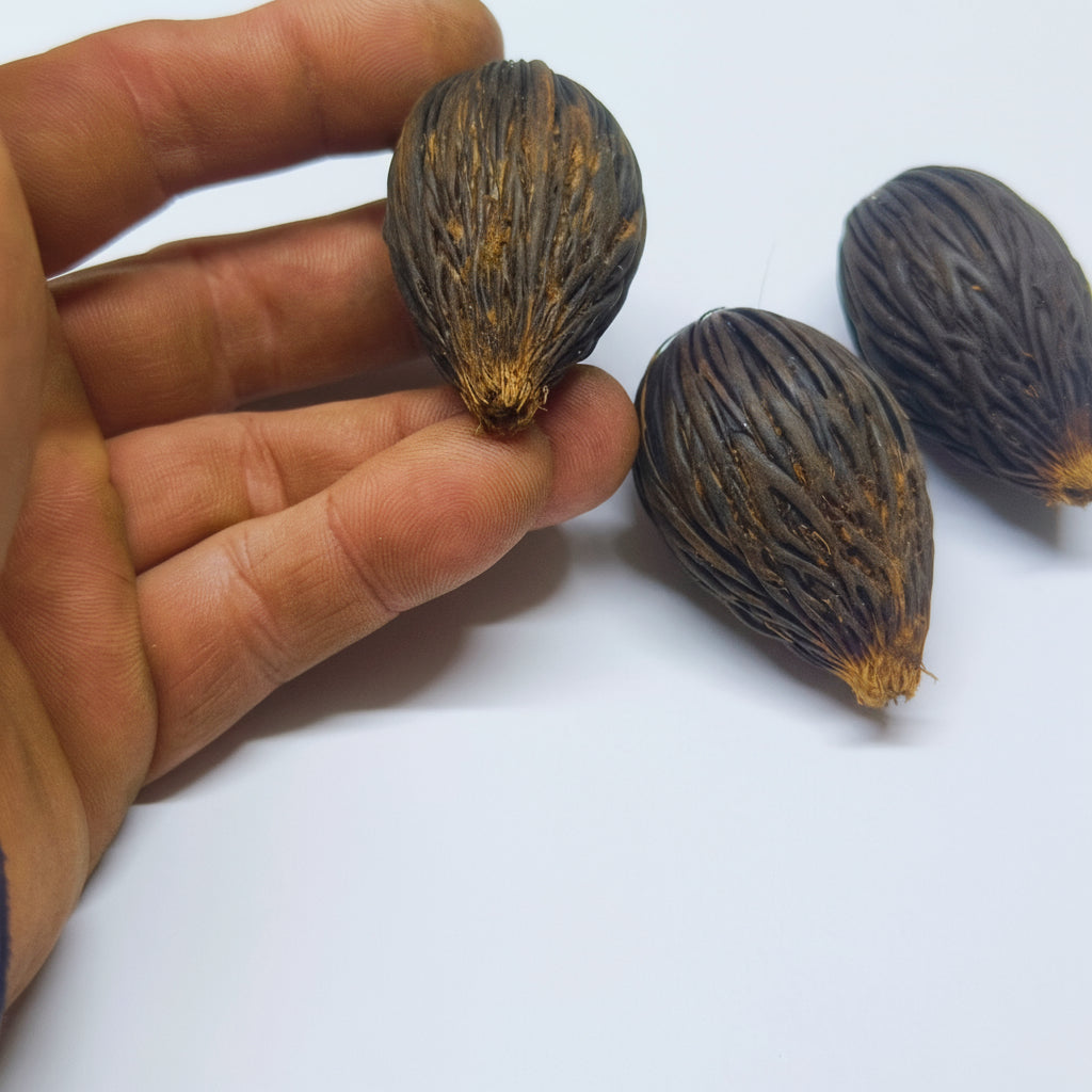 Graines de Wodyetia bifurcata