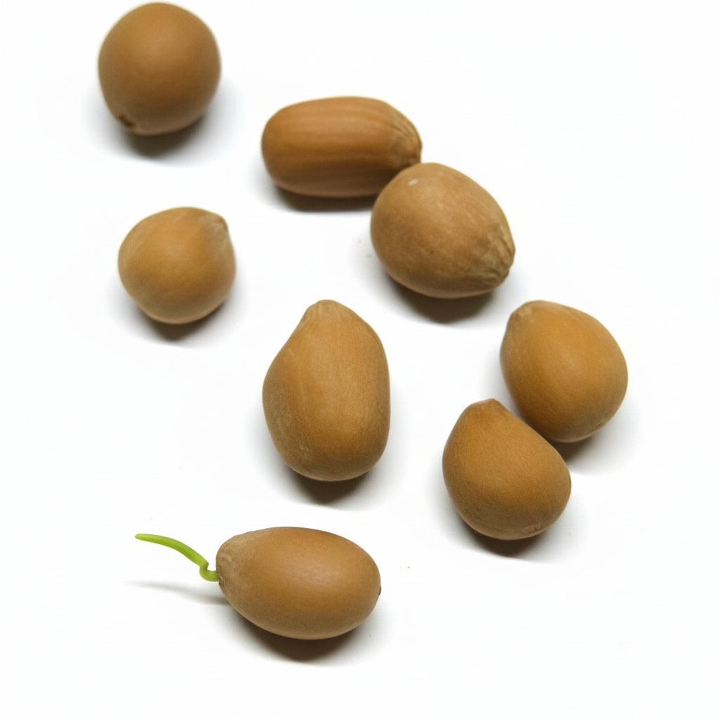 Chestnut Dioon (Dioon edule) –  Seeds