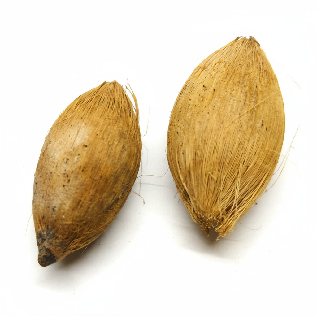 Montgomery Palm ( Veitchia arecina )- seeds