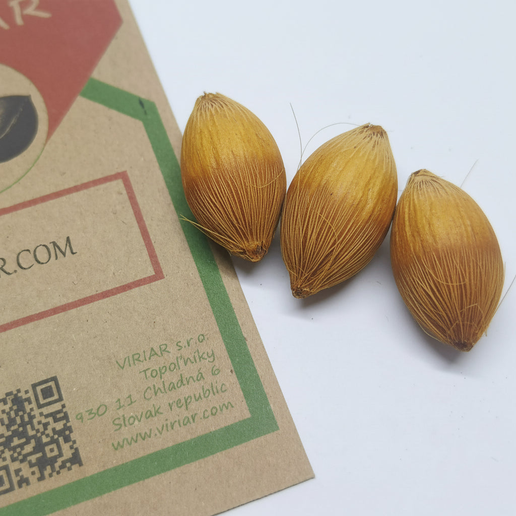 Montgomery Palm ( Veitchia arecina )- seeds