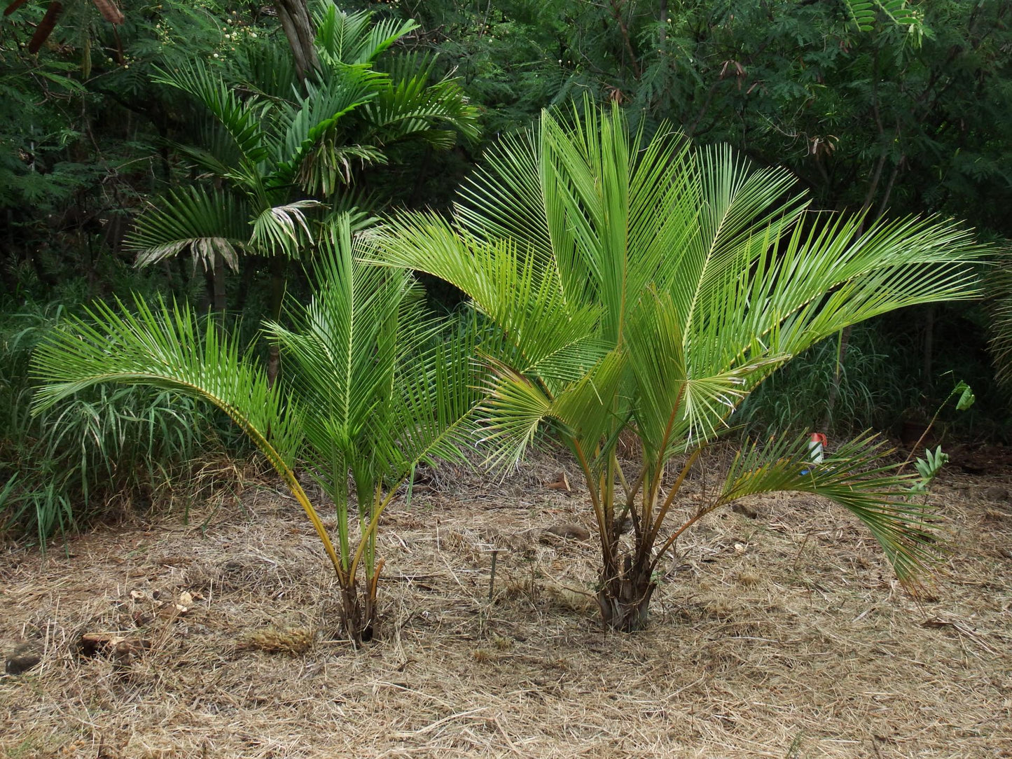 Jubaeopsis caffra, Pondoland Palm - 2 x  fresh seeds