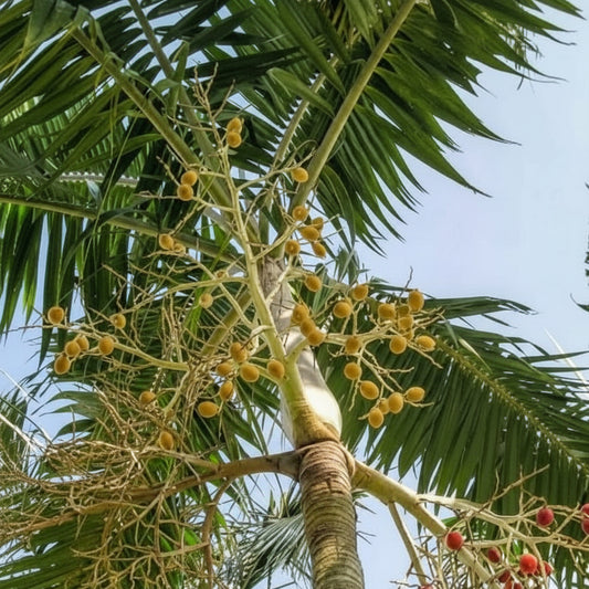 Montgomery Palm ( Veitchia arecina )