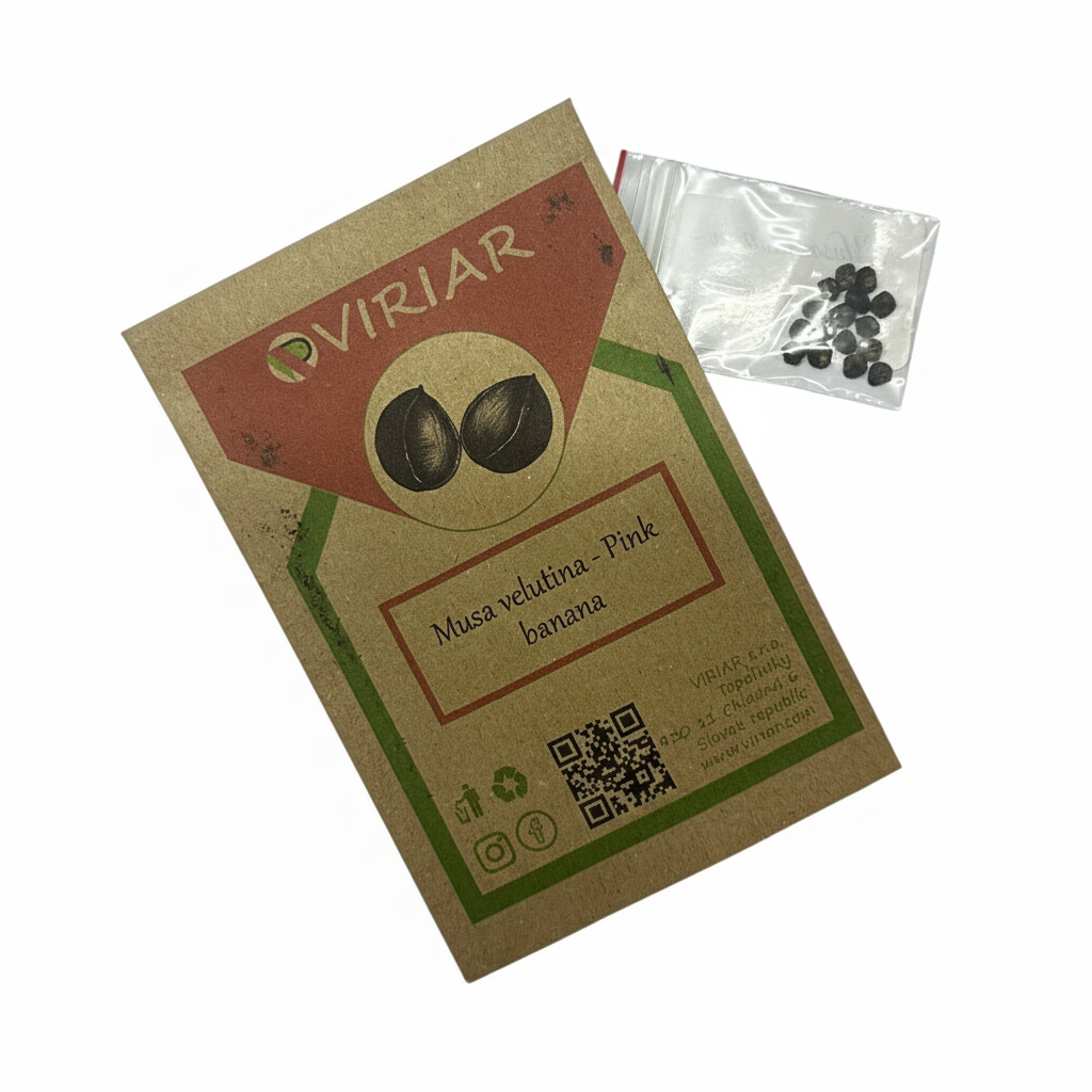 Musa velutina-seeds