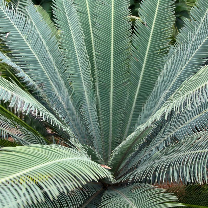 Nimalari Cycad (Dioon merolae)