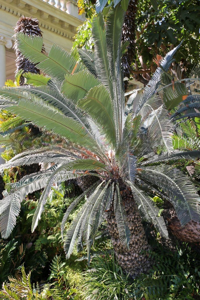 Nimalari Cycad (Dioon merolae)