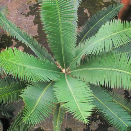 Dioon edule 'Palma Sola' Palma Sola Cycad 2X Samen