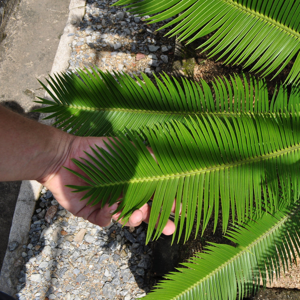 Dioon edule 'Palma Sola' Palma Sola Cycad 2X Samen