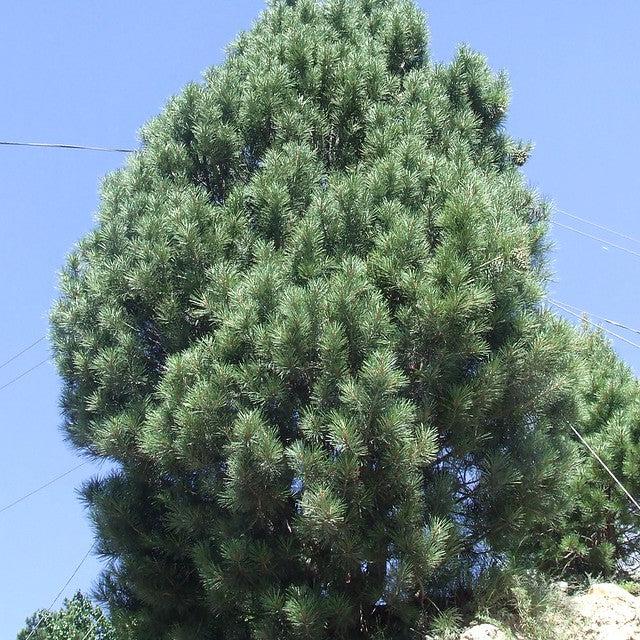 Pinus gerardiana "Kohistan"