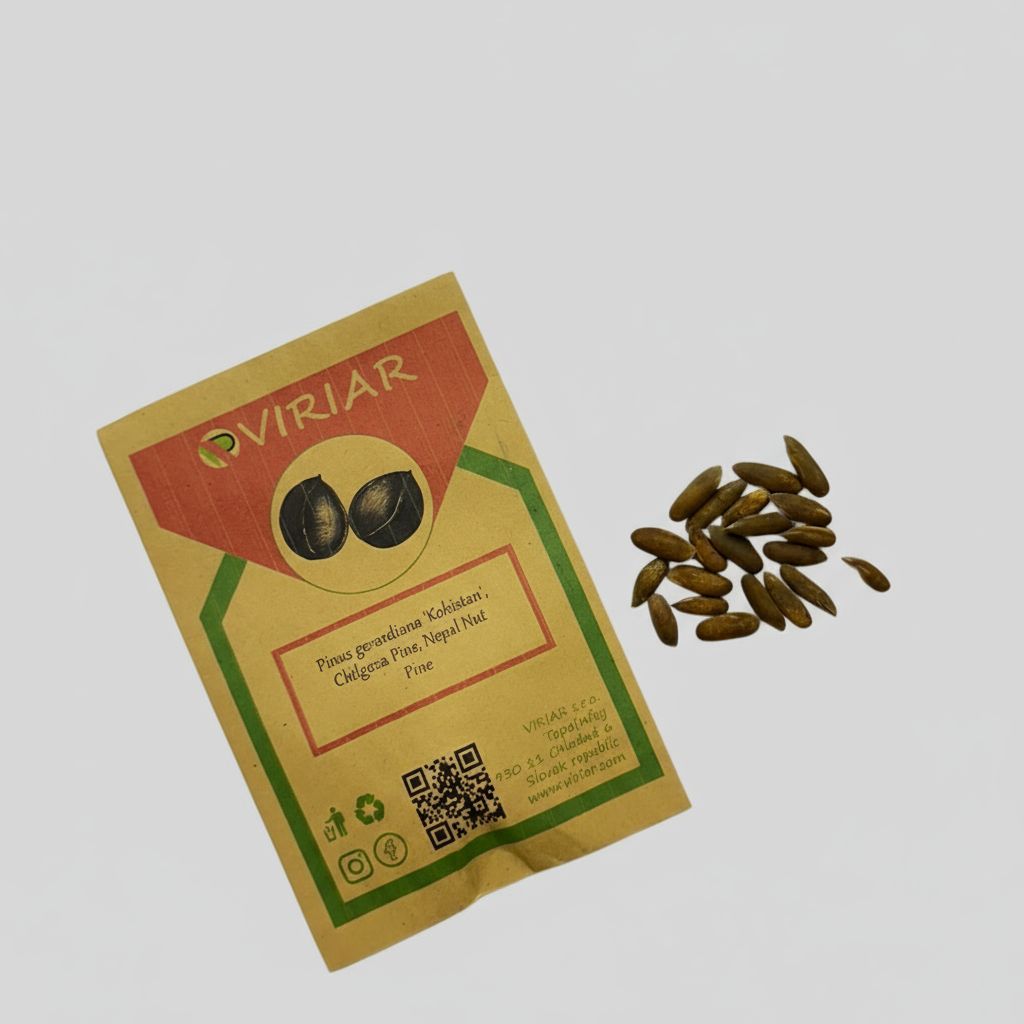 Pinus gerardiana "Kohistan"