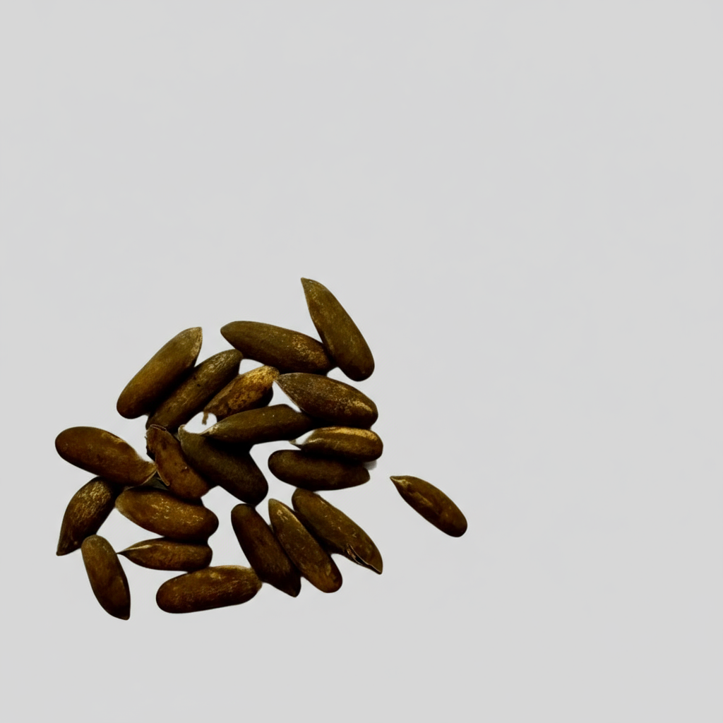 Pinus gerardiana "Kohistan"-seeds