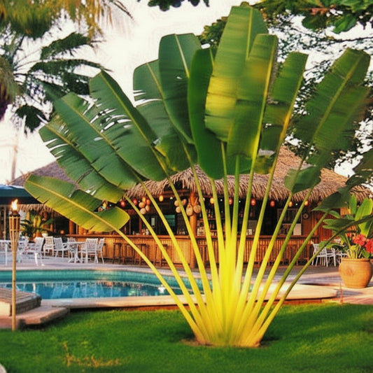 Ravenala madagascariensis - Wanderpalme - 15 - 30 cm (6") - Lebender Starter