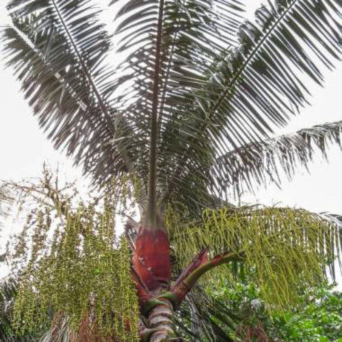 Dypsis lastelliana  Red Neck Palm