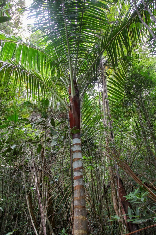 Dypsis lastelliana  Red Neck Palm