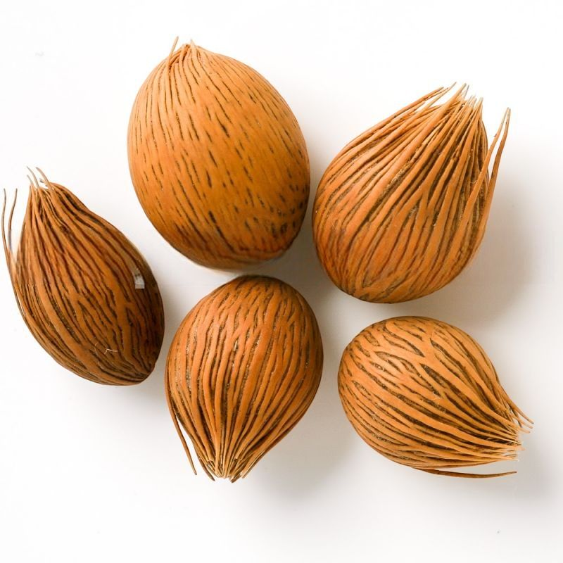 Dypsis lastelliana  Red Neck Palm- seeds