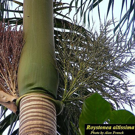 Roystonea altissima-
JAMAICAN ROYAL PALM