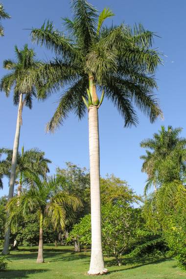Roystonea lenis