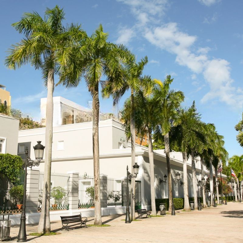 Roystonea borinquena  Puerto Rican Royal Palm