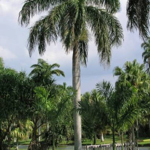 Roystonea borinquena Puerto-Rico-Königspalme