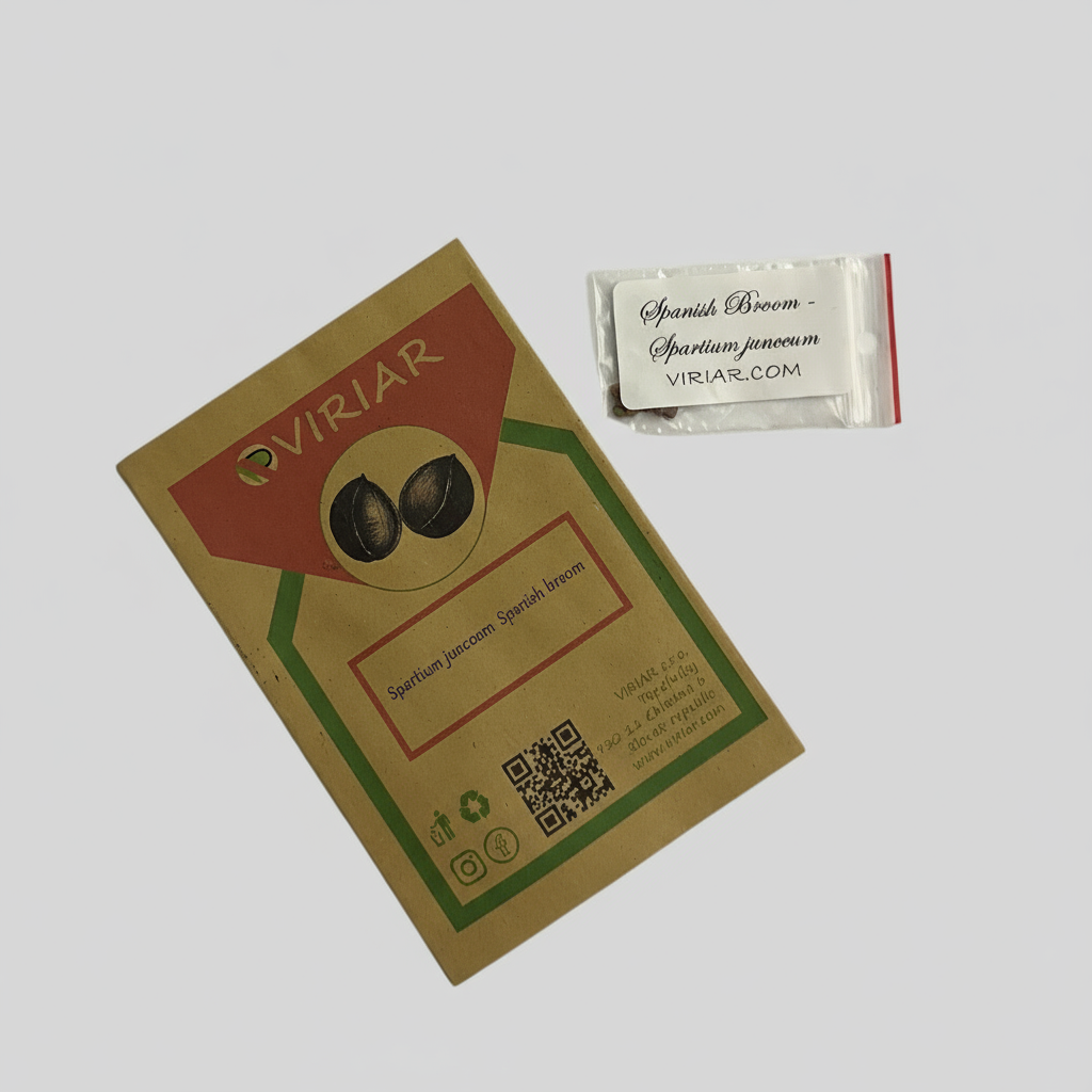 Spartium junceum-seeds