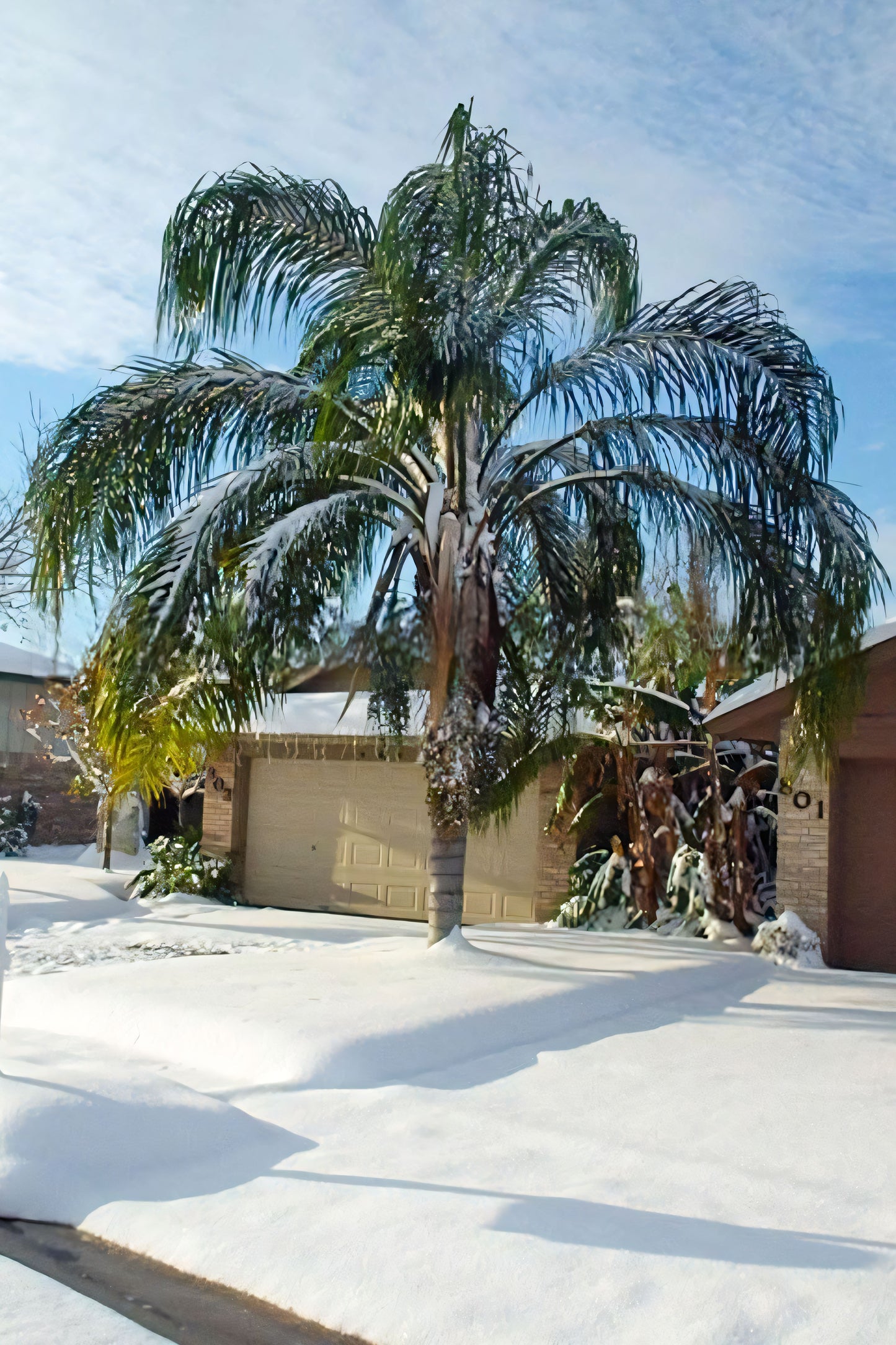 Syagrus romanzoffiana 'Litoralis'