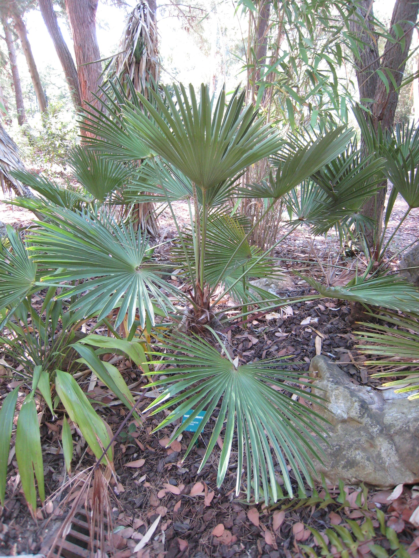 Trachycarpus wagnerianus leaves and trunk detail